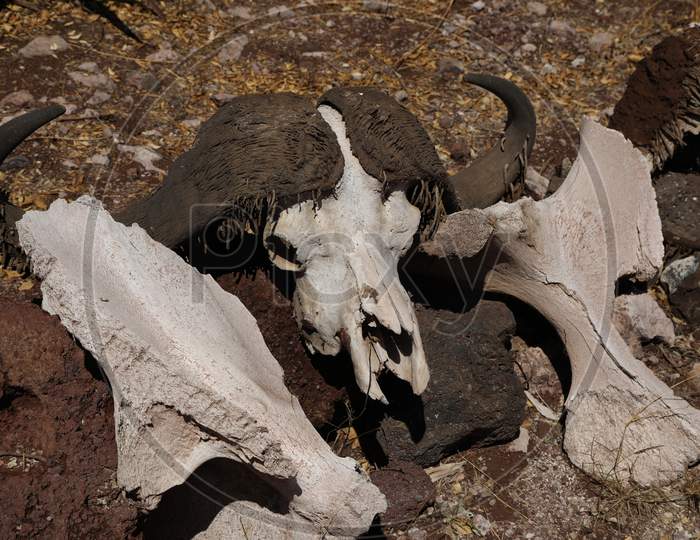 Skull Of an  Died Wild Buffalo in Masai Mara National Reserve,Kenya