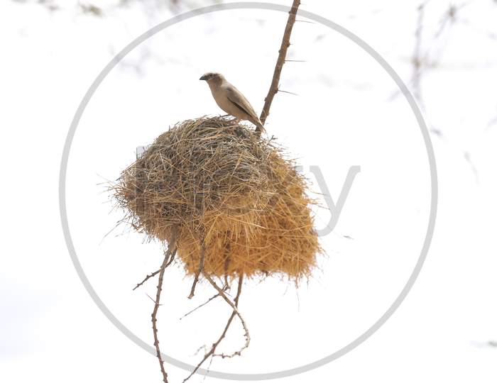 A Kenya bird nest