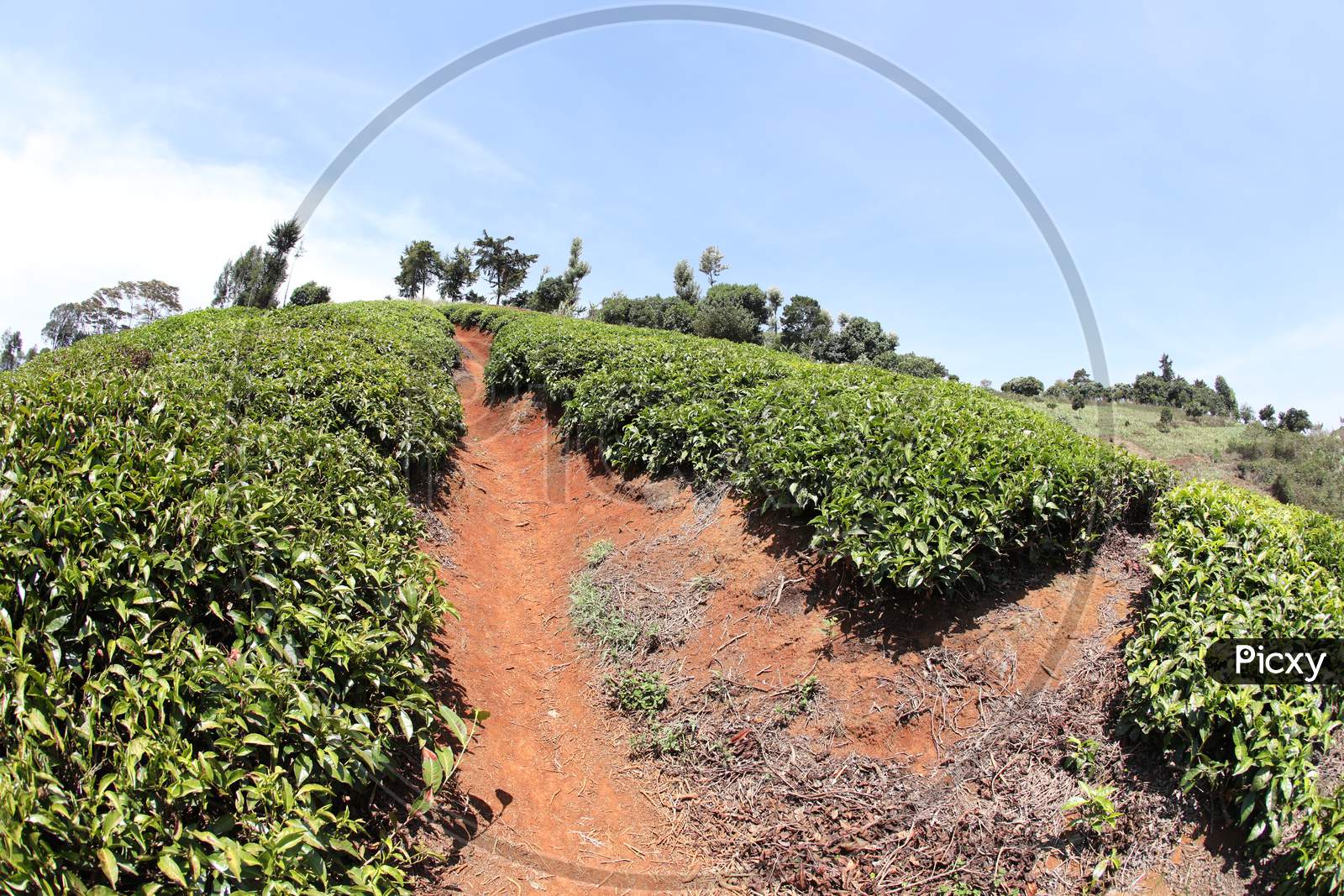 Tea Plantations of Kenya