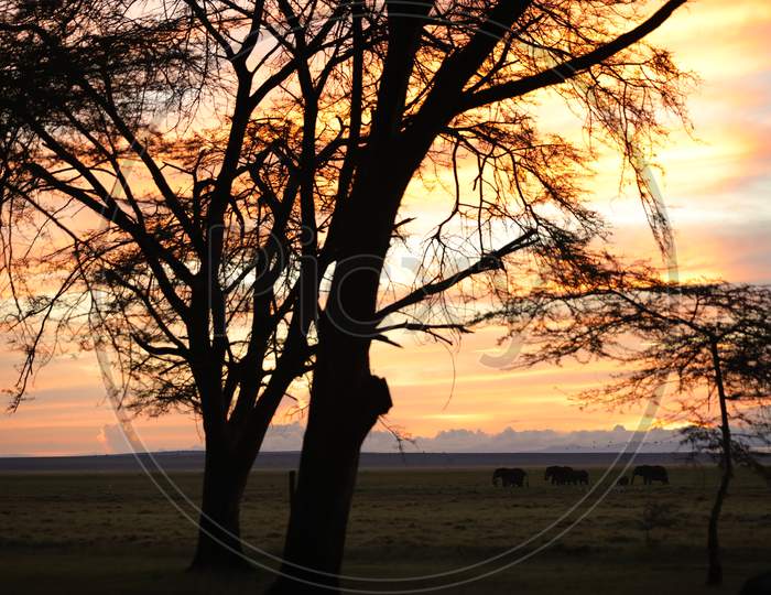 Sunset along the Kenya Natural Reserve Forest