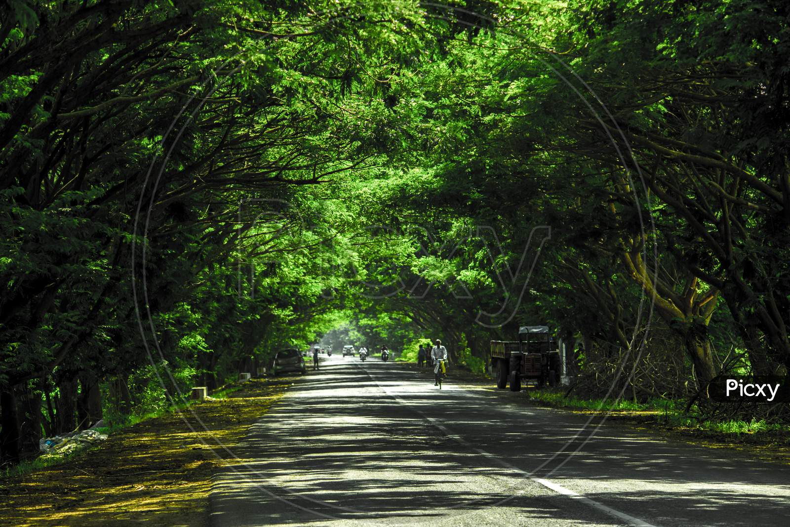 Canopy Of Green Tree Branches Over Rural Village Roads