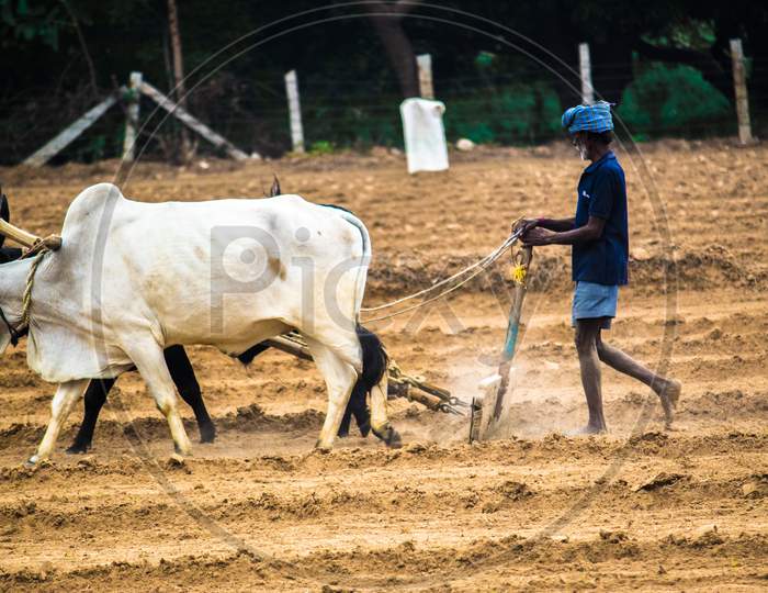 Farmer Ploughing Agricultural Lands With Bullocks In Rural Villages