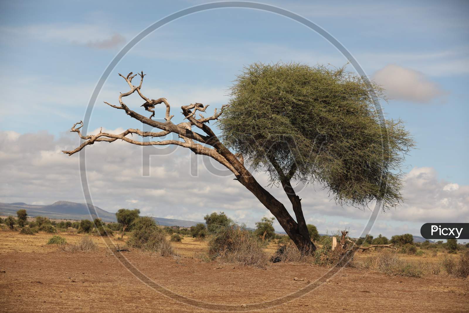 Dried Tree In Masai Mara National Reserve , Kenya