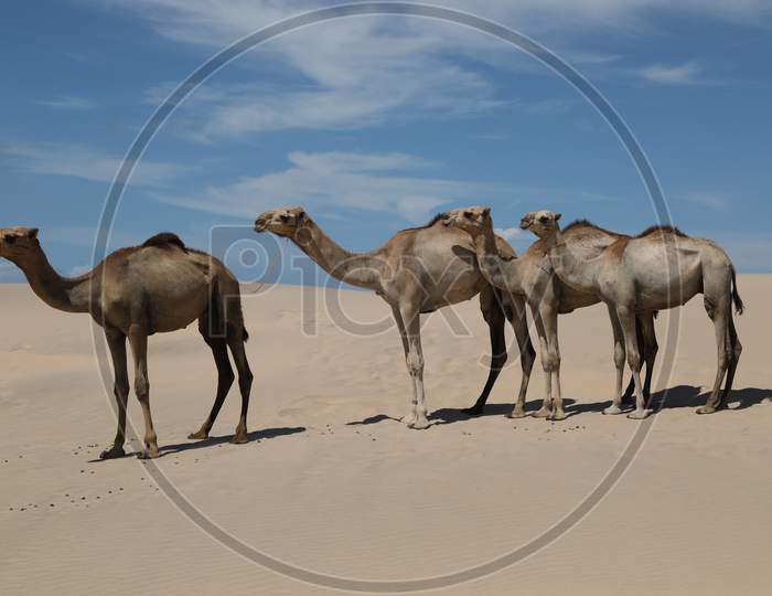 Camels with blue sky in Kenya desert