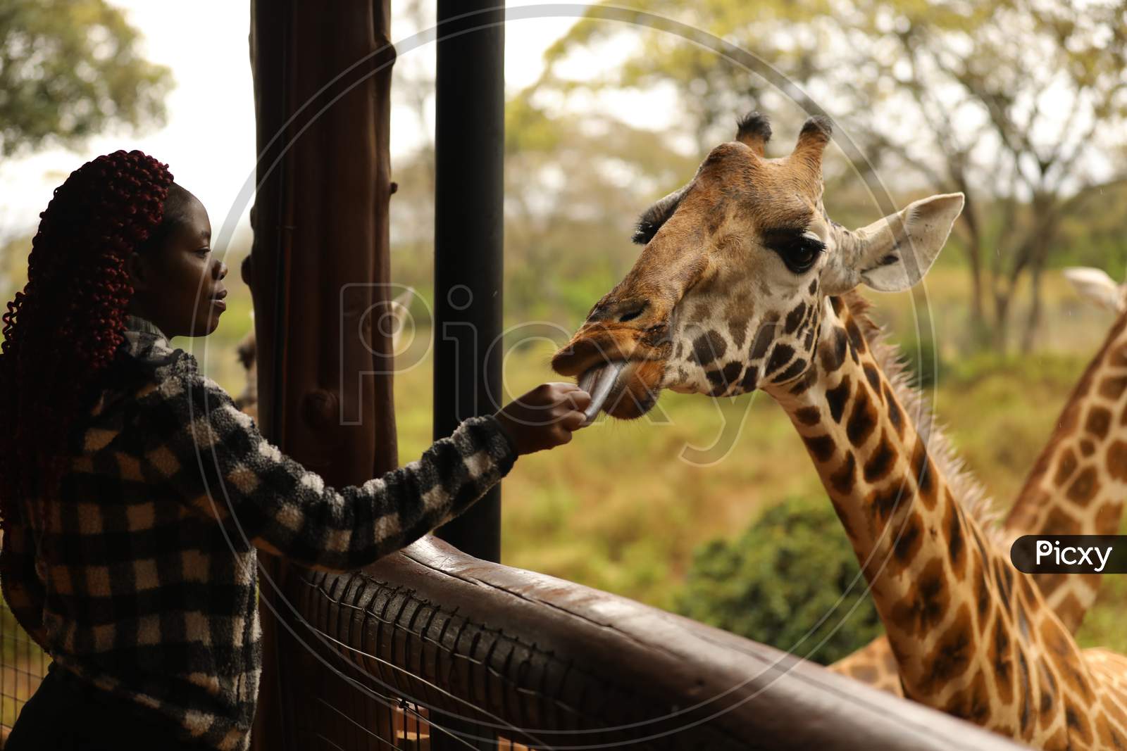 A Nigerian Woman feeding a  Giraffe
