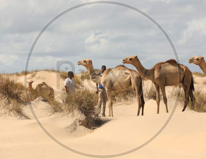 Camels In a Desert