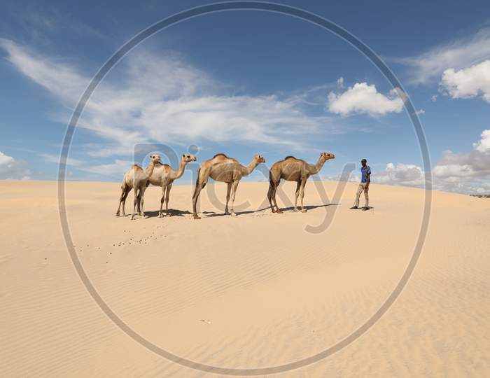 Landscape of Kenya Desert with Camels