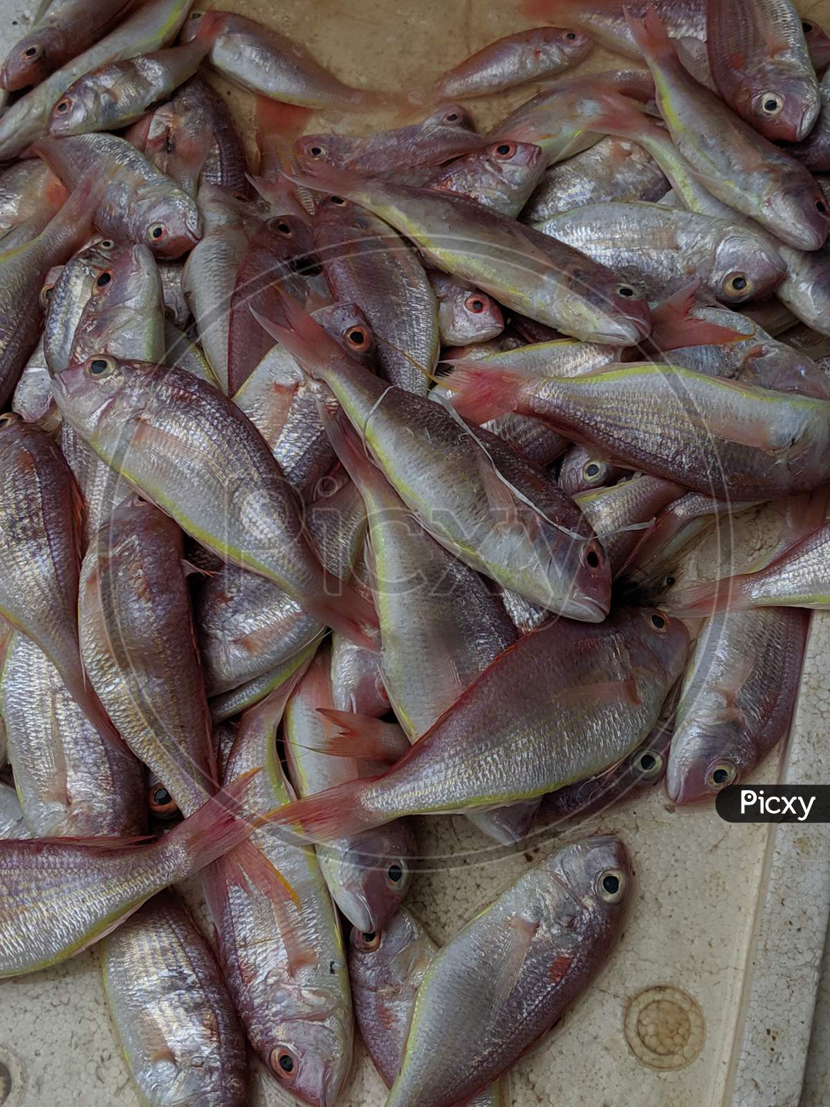 Fish Pile Closeup  At a Fish Market