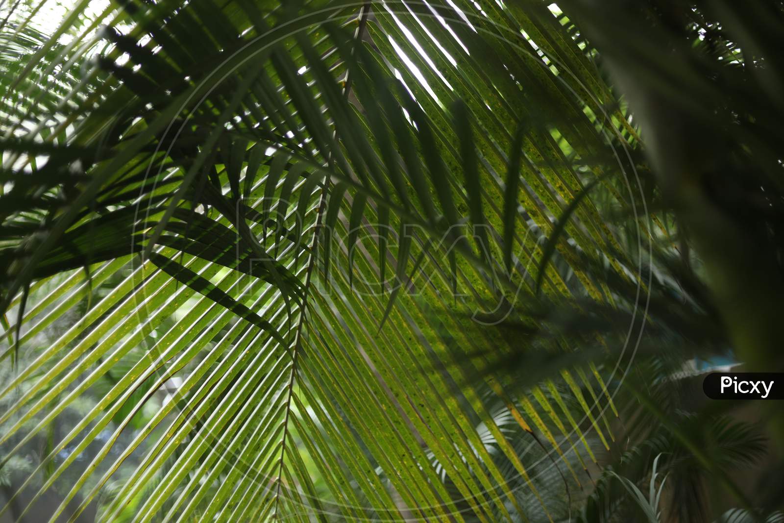 Coconut Trees Canopy Over Bright Sky