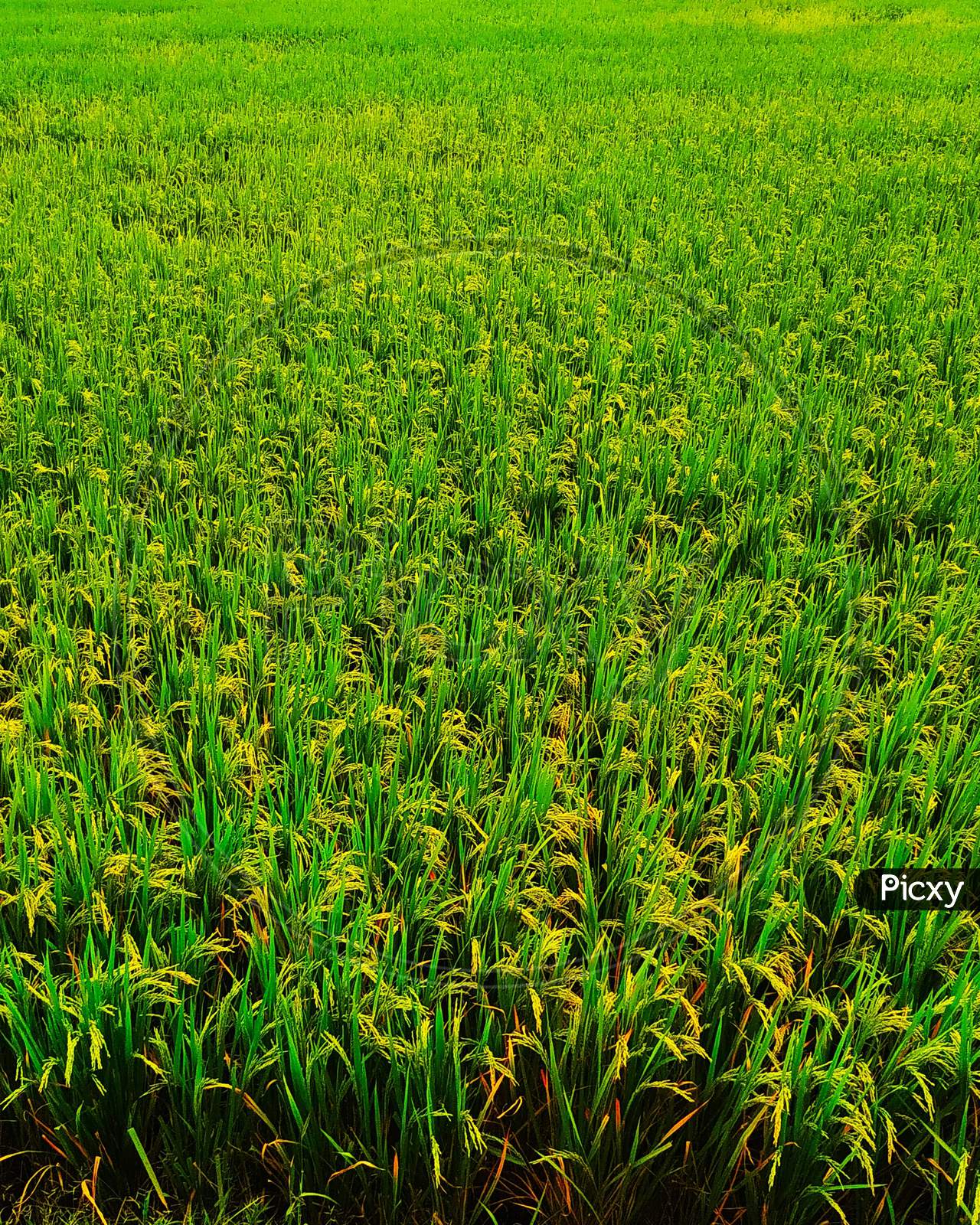 A rice crop