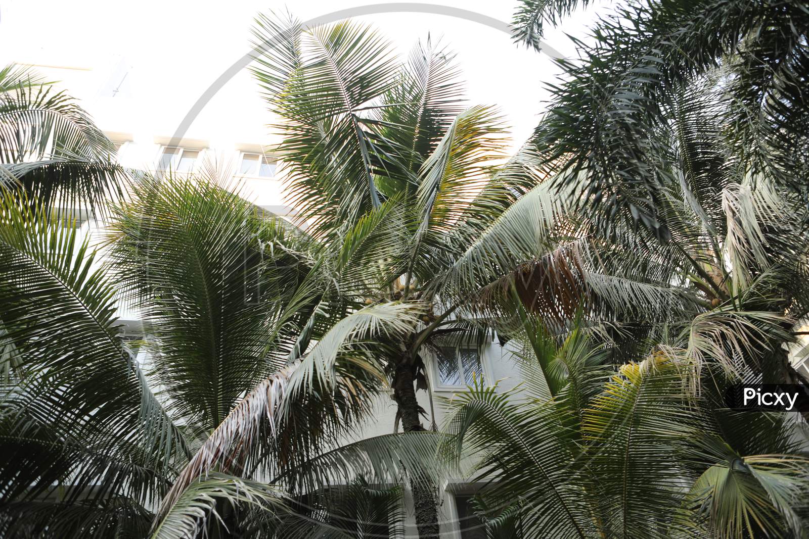 Coconut Trees Canopy Over Bright Sky