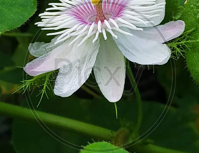 Flower of creeper