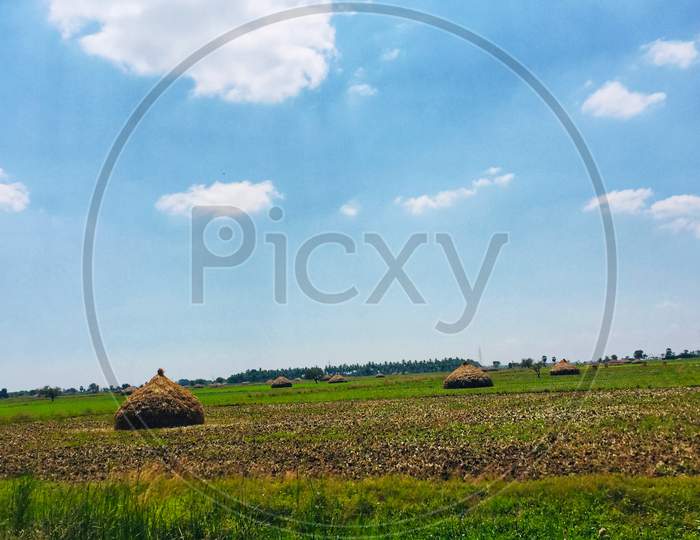 paddy field After crop