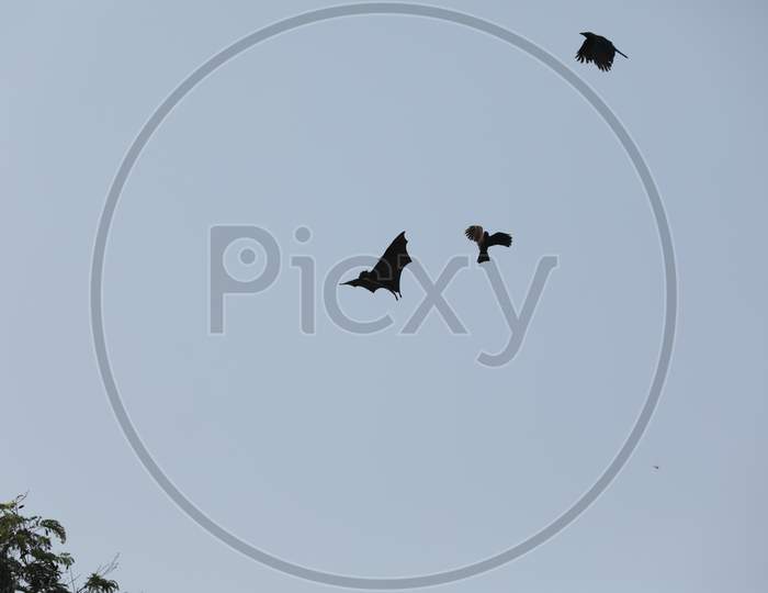 Bat Bird Flying In Sky