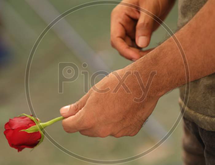 A Woman Holding Rose Flower in Hand Closeup