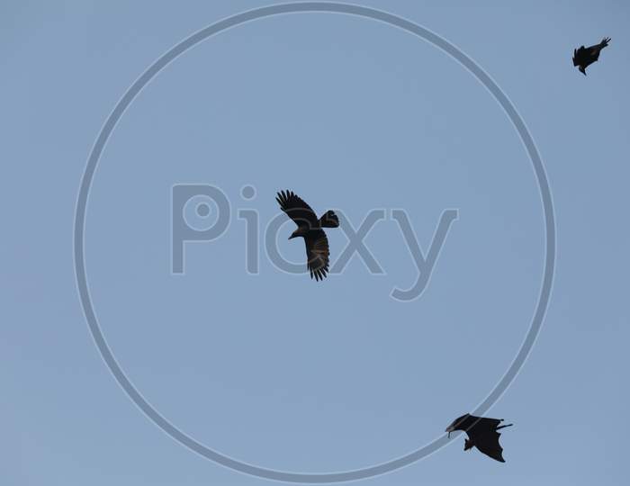Bat And Crow Flying in Sky
