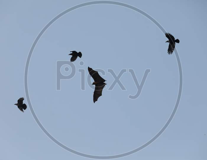Bat And Crow Flying in Sky