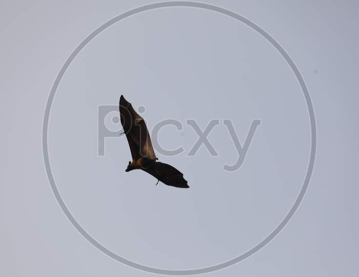 Bat Bird Flying In Sky