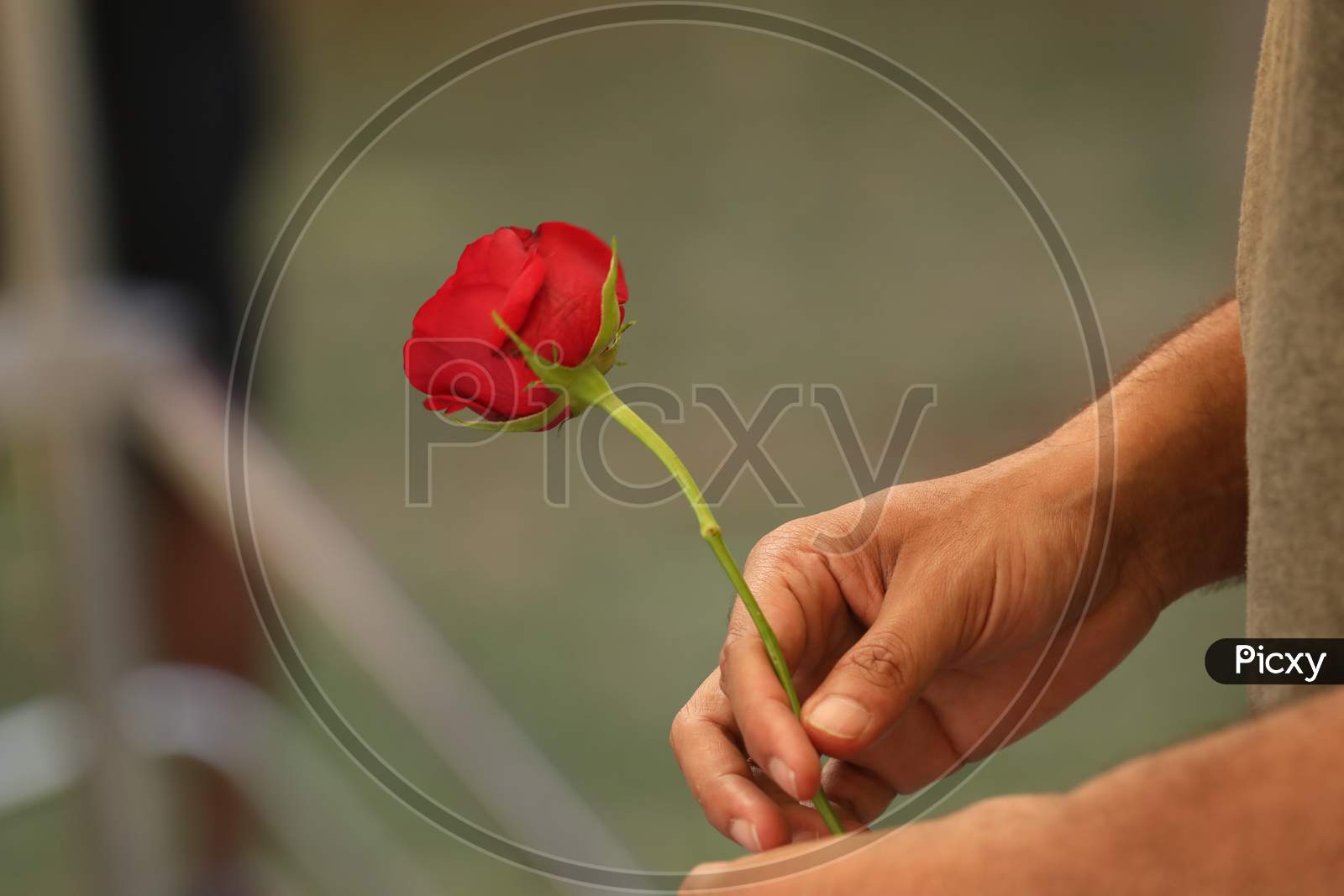 A Woman Holding Rose Flower in Hand Closeup