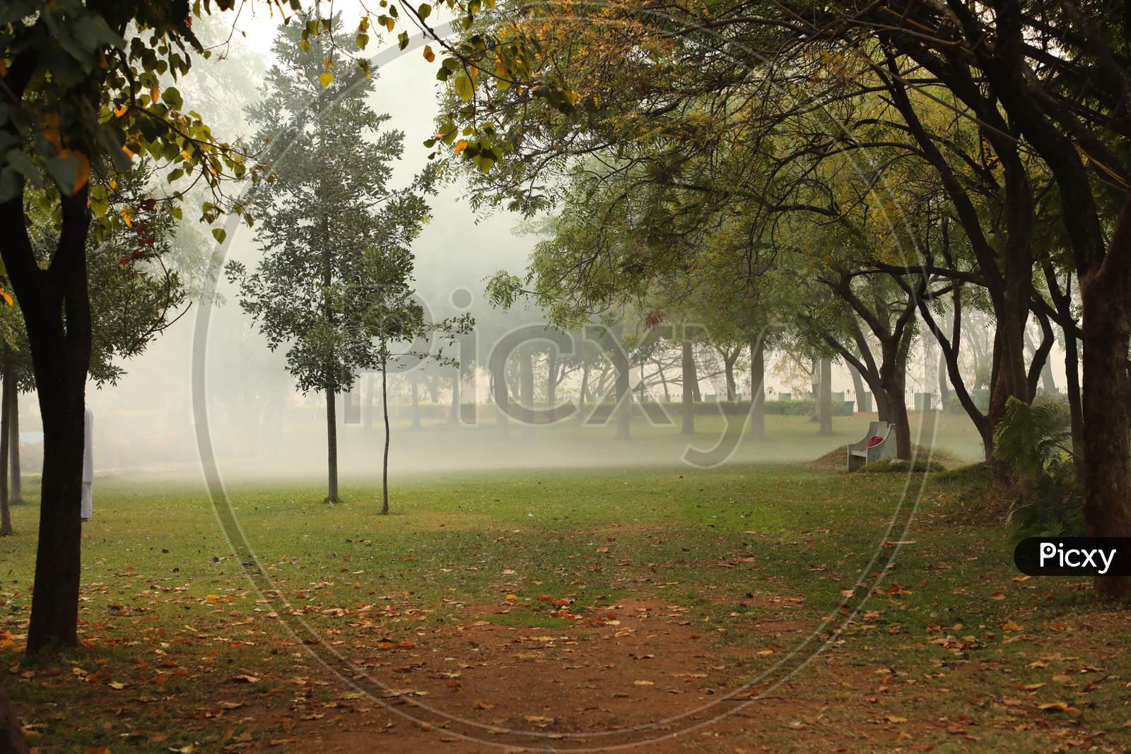 Fog In a Park On an Winter Morning