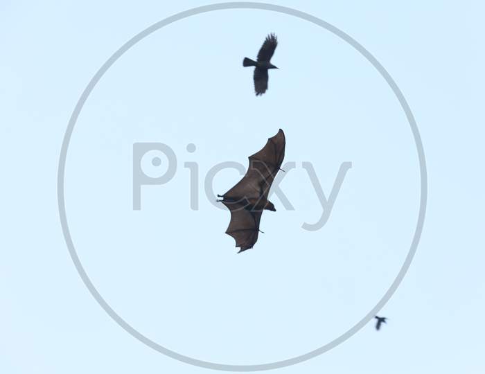 Bat Bird Flying in Sky