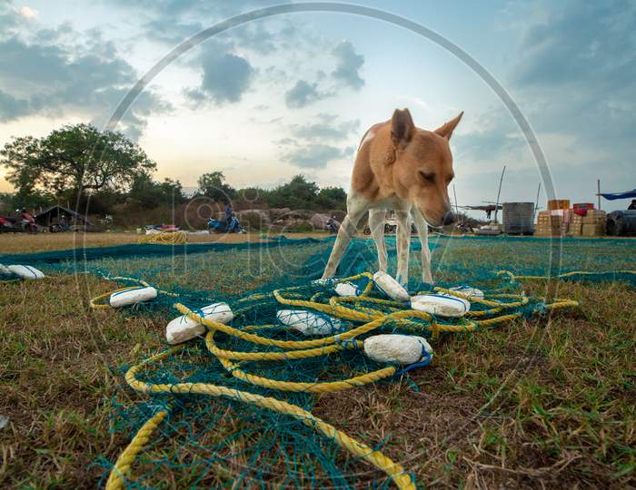 A Dog At a Lake Bank Standing Over Fishing Net