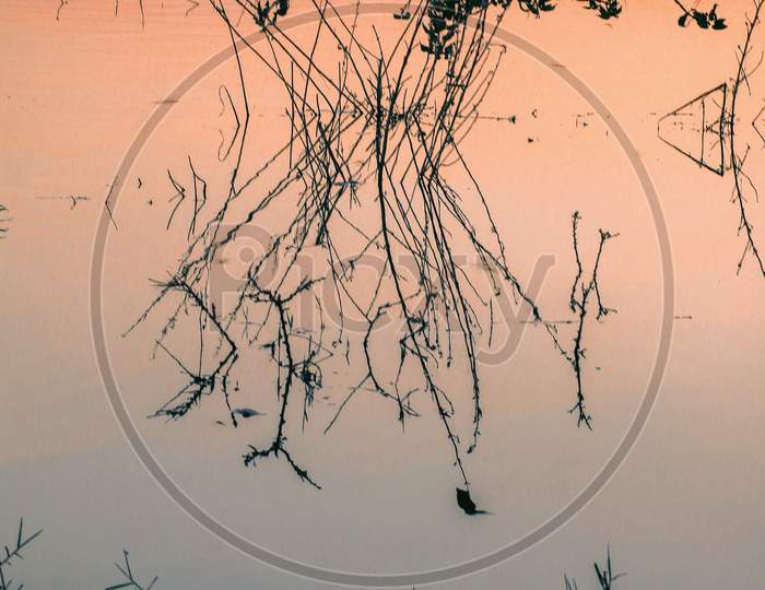Silhouette of Dried Plants And Its Reflection On Water Surface At a Lake