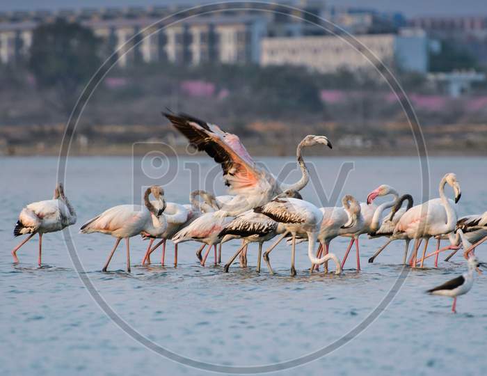 Flock Of Flamingos Or Pelicans At Ameenpur Lake , Hyderabad
