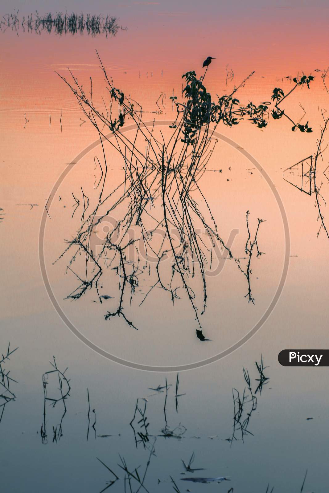 Silhouette of Dried Plants And Its Reflection On Water Surface At a Lake