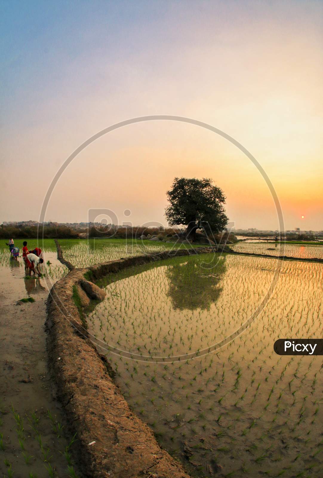 Farmers Working In Paddy Fields Planting Paddy Saplings over Sunset Sky