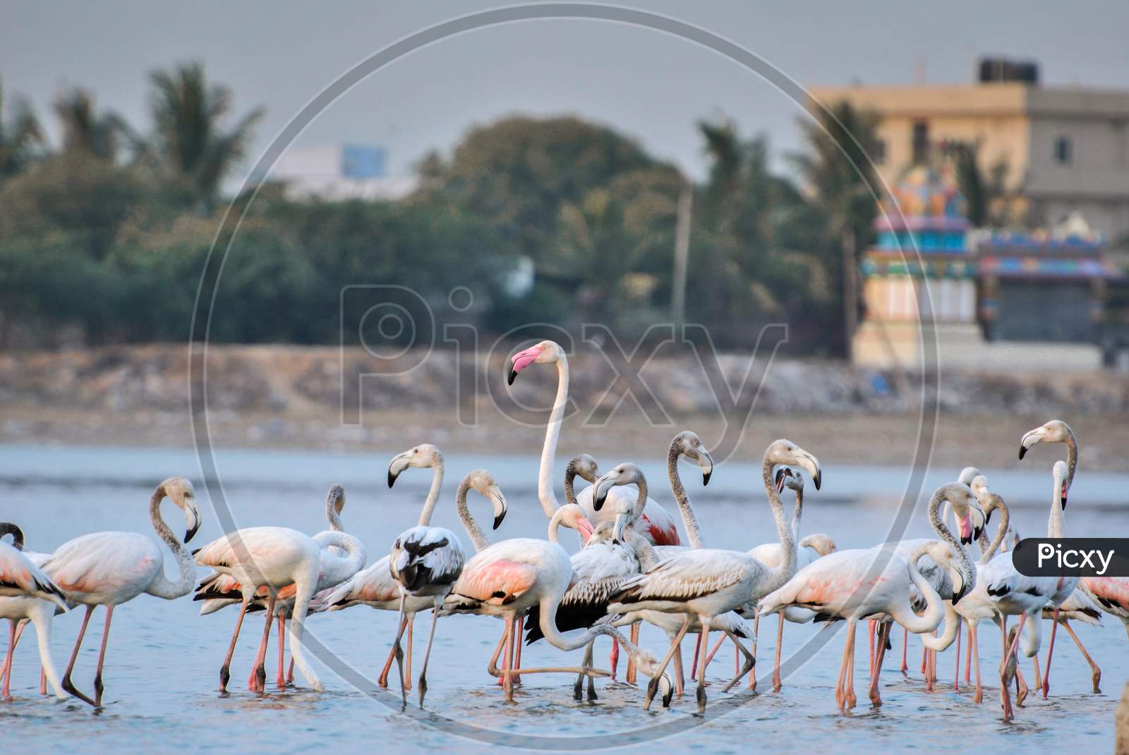Flock Of Flamingos Or Pelicans At Ameenpur Lake , Hyderabad