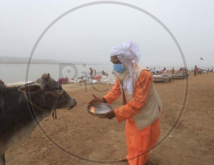 Hindu  Sadu Or baba Performing Aarthi To Holy Cow Wearing Surgical Mask For Safety From Corona Virus Outbreak  In India At Prayagraj