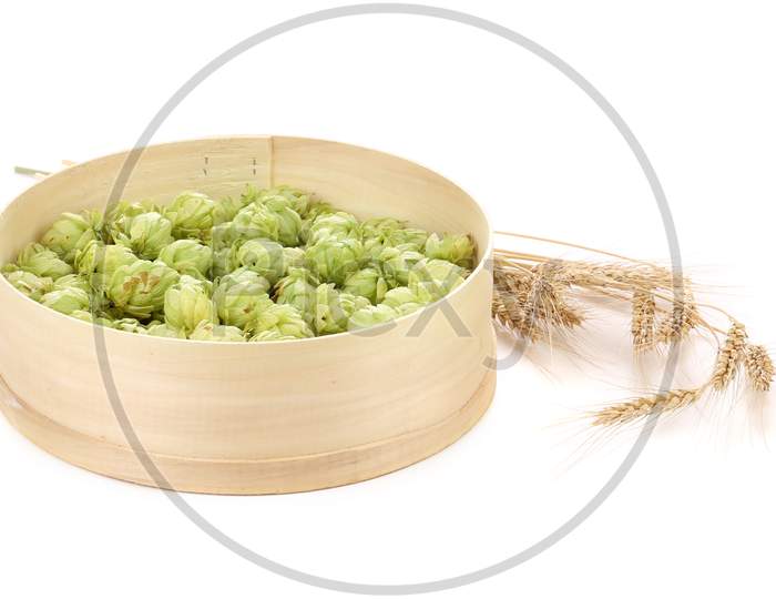 Composition Of Hop And Barley. Isolated On A White Background.