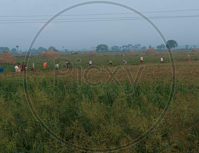 Farmers Working in a field
