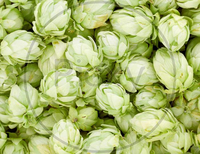 Background Of Green Hop Cones. Whole Background