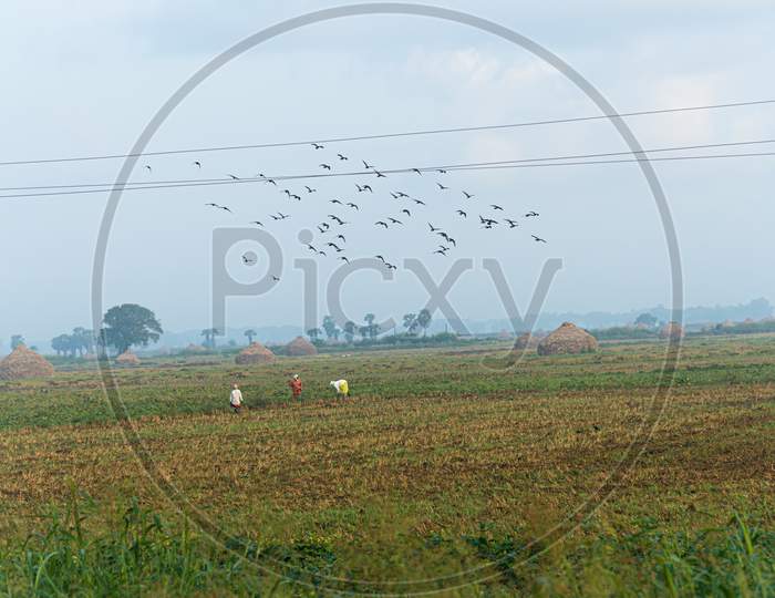Women farmers Working in a field