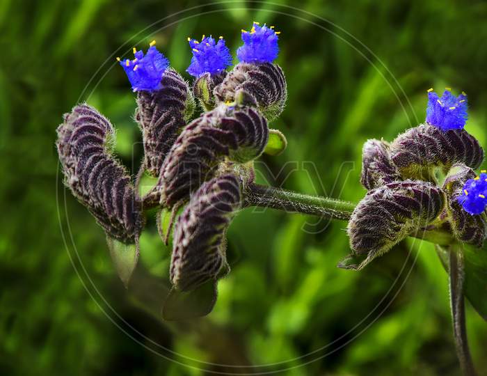 Heal-all  Plant is a common name for the plant Prunella vulgaris Closeup