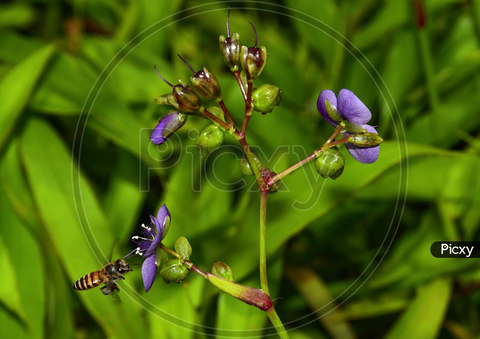 A Honey Bee Sucking Nectar From Wild Flowers Macro Shot