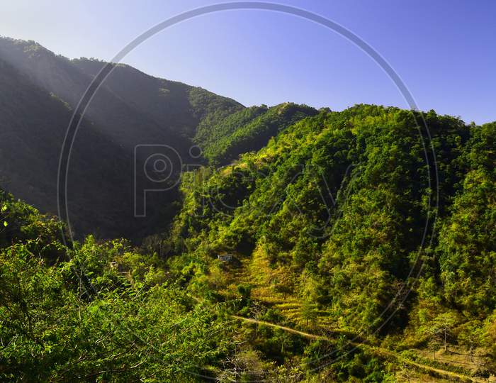 Green Hill Ranges With Deodar Trees In Dhanaulti , Uttarakhand