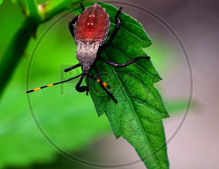 Macro Shot Of Beetle black Bug with red markings On a Plant Leaf