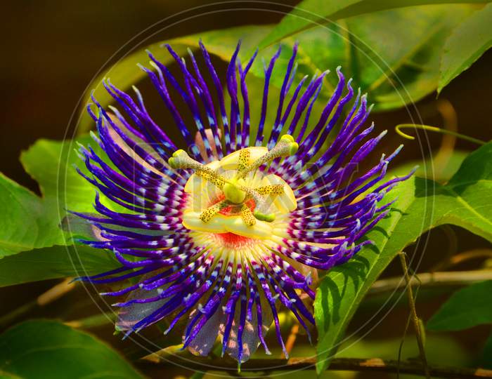 Purple Passion Flower Or True Purple Flower Blooming On Plant Closeup