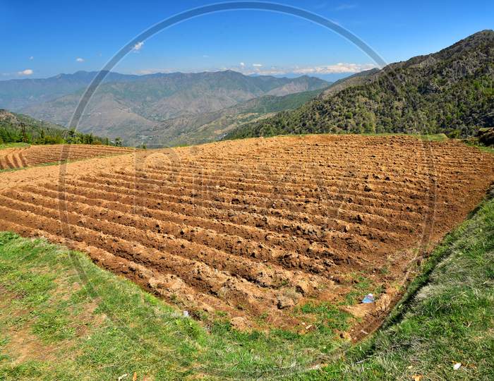 Potato Cultivation in Terrain Lands At Dhanaulti, Uttarakhand