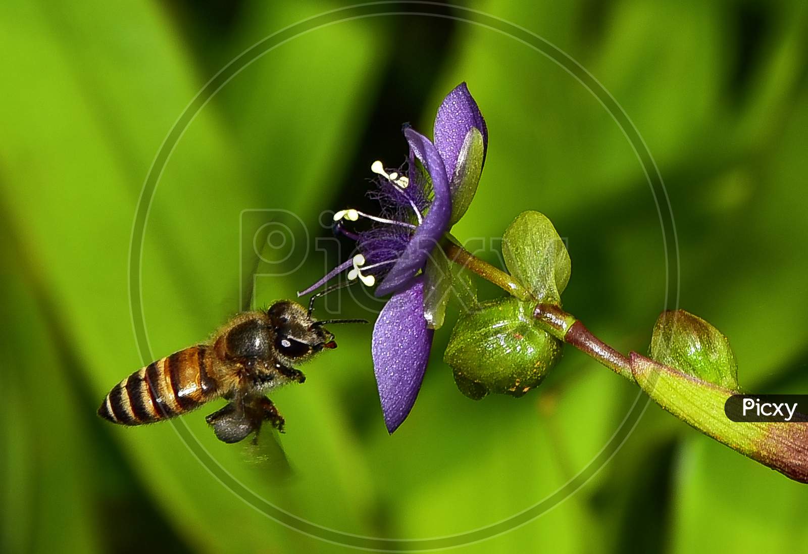 A Honey Bee Sucking Nectar From Wild Flowers Macro Shot