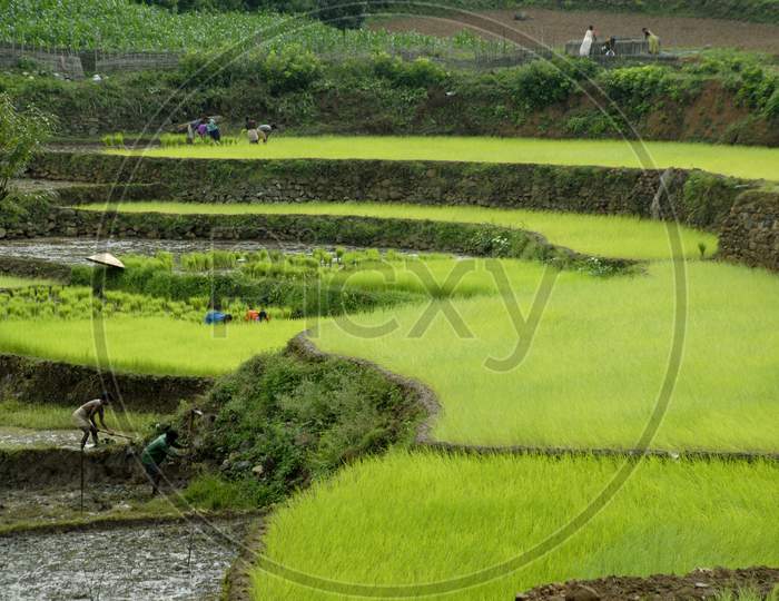 A  view Of Stepwise Harvesting Of Paddy Fields In Binas, France