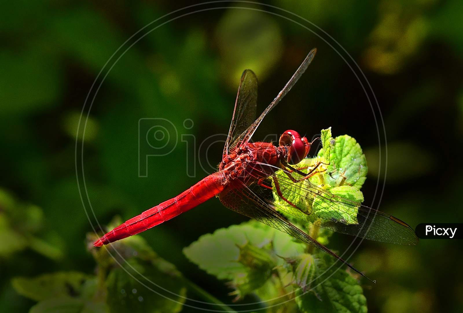A Red Dragon Fly on a Plant Leaf Macro Shot