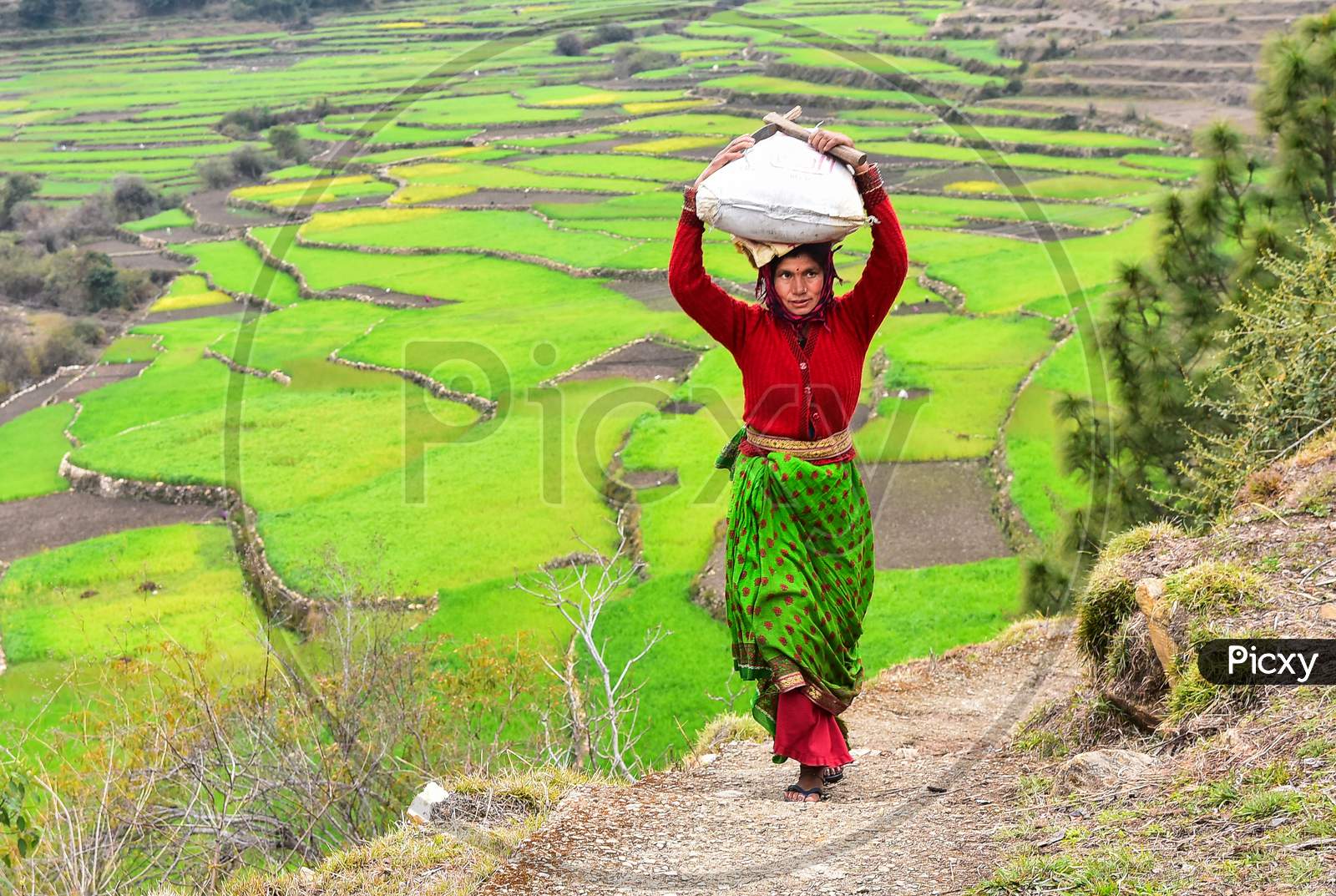 Indian Woman Farmer Taking Weight On Head At Terrain Places Of Kausani, Uttarakhand