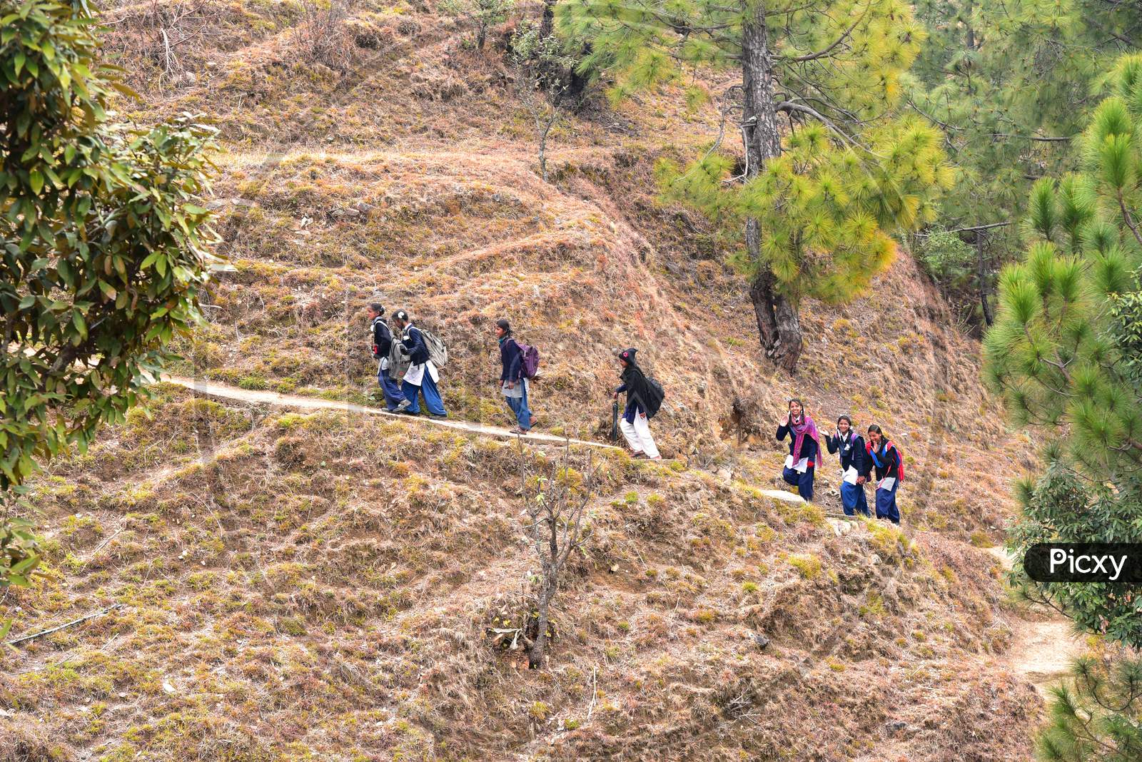 Indian School Children Walking in Terrains  At Kasauli, Himachal Pradesh
