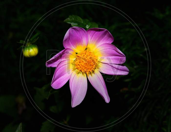Pink Water Lilly Flower Macro Shot