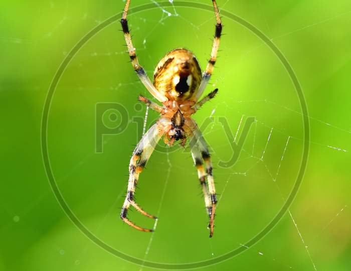 Wolf Spider Macro Shot  In a Cob Web