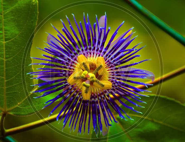 Purple Passion Flower Or True Purple Flower Blooming On Plant Closeup